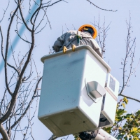 Vegetation management keeps power safe, reliable